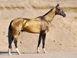 National Animal Image