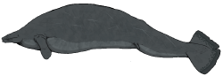 National Animal Image