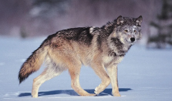 National Animal Image