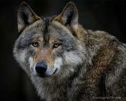National Animal Image