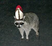 Raccoonism