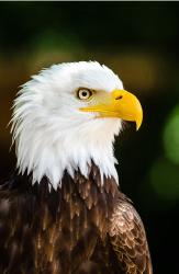 National Animal Image