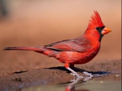 National Animal Image