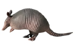 National Animal Image