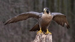 National Animal Image
