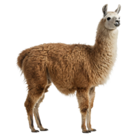 National Animal Image