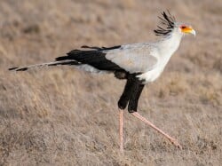 National Animal Image