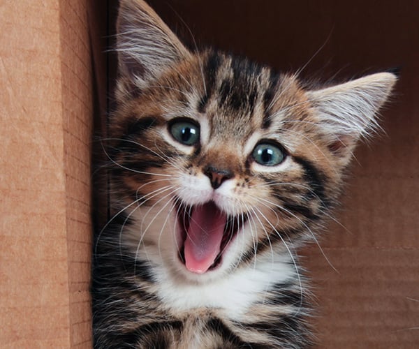 Cats roll in cat toys as their economy goes to a state of economic boom