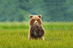 National Animal Image