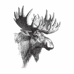 National Animal Image