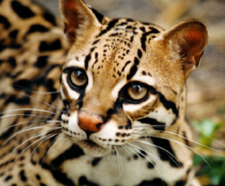 National Animal Image