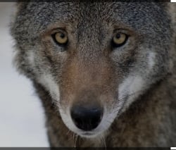 National Animal Image