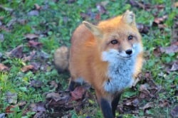 National Animal Image
