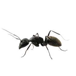 National Animal Image