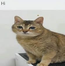 46ce17cd6b5a49671990250d621e82ae3ebb26bcx774.jpeg