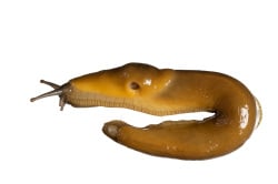 National Animal Image