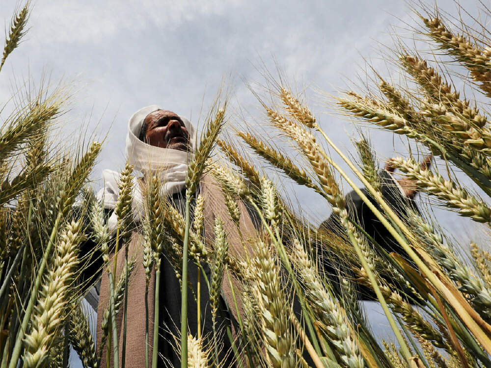 Пшеница в Египте. Возделывание пшеницы в Египте. Выращивание пшеницы в Египте. Wheat Crop. In northern india they harvest their wheat