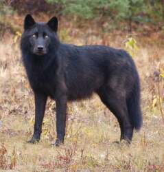 National Animal Image