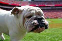 National Animal Image