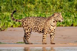 National Animal Image