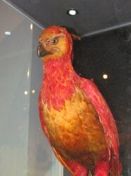National Animal Image