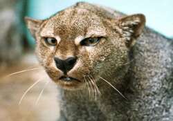 National Animal Image