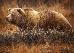 National Animal Image