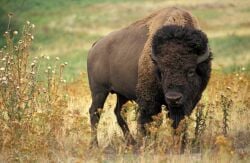 National Animal Image