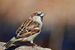 National Animal Image