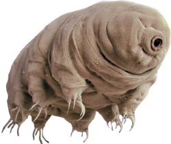 National Animal Image