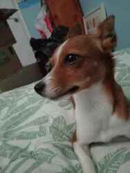 National Animal Image
