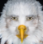 4d7523f47e60f55889d1bdb712c6dfbf3df3d9d4x236.png