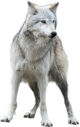 National Animal Image