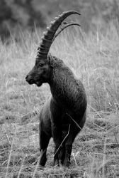 National Animal Image
