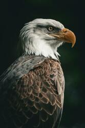 National Animal Image