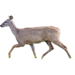National Animal Image