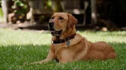 National Animal Image