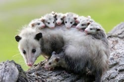 National Animal Image