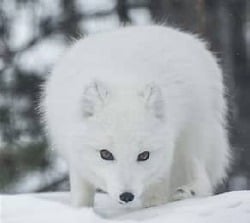 National Animal Image