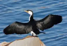 National Animal Image