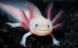 National Animal Image