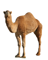 National Animal Image