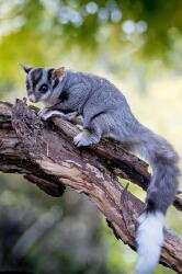 National Animal Image