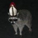Raccoon pope