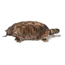 Turtle escapes from Crabia zoo, outruns authorities