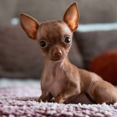 Twinkie Diplomacy Solves Honolulu’s Canine Crisis: Runaway Chihuahua Bites Five-0 Detective, Subdued by Sweet Treat