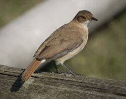 National Animal Image