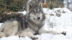 National Animal Image