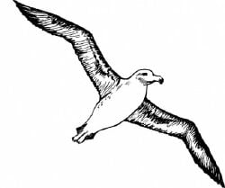 National Animal Image