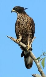 National Animal Image